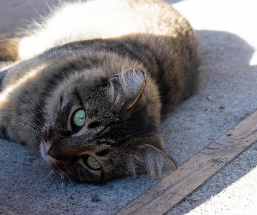 Falcon tho cat helps students de-stress during brunch and lunch. 