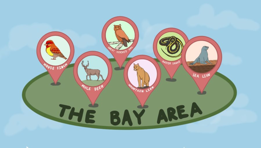 The Bay Area is home to a myriad of wildlife, from mountain lions to snakes to sea lions. 