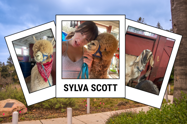 Sylva Scott cares for her alpaca and other animals at McClellan Ranch. Photos used with permission from Sylva Scott and with Creative Common Licenses.
