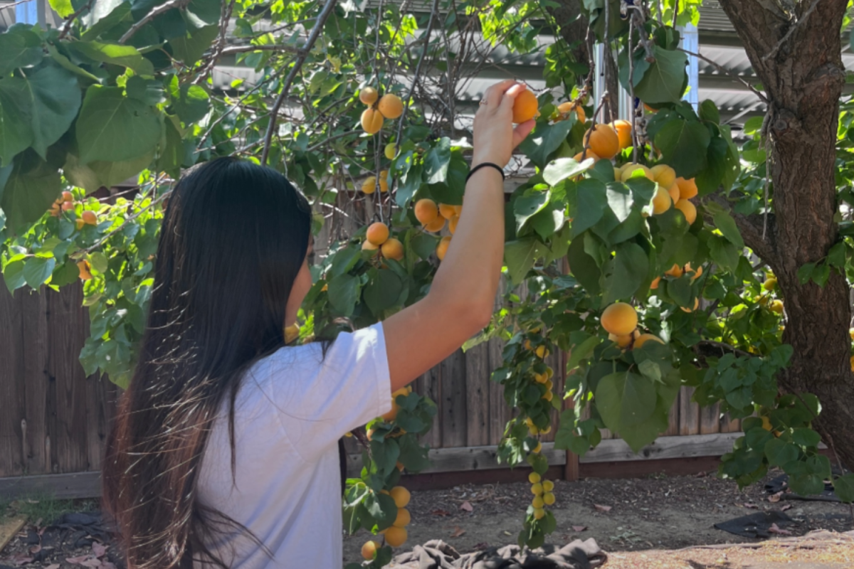 Truly Fresh, a nonprofit started by junior Xara Aman, targets produce waste by collecting excessive fruits in neighborhoods around the Bay Area, and donates them to West Valley Community services.
