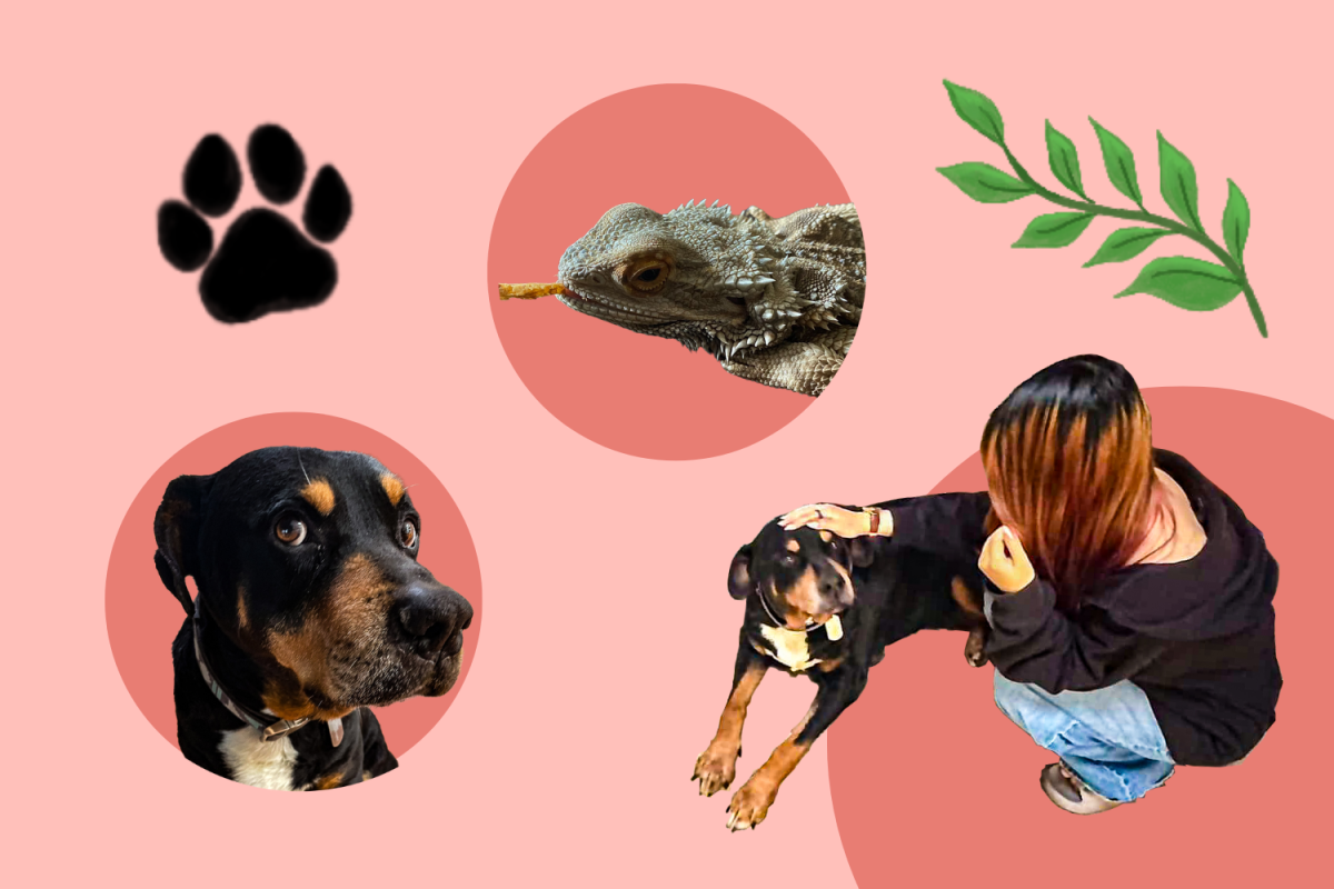 Joanne Luo pets her dog, Winter, a dog she's had for seven years.