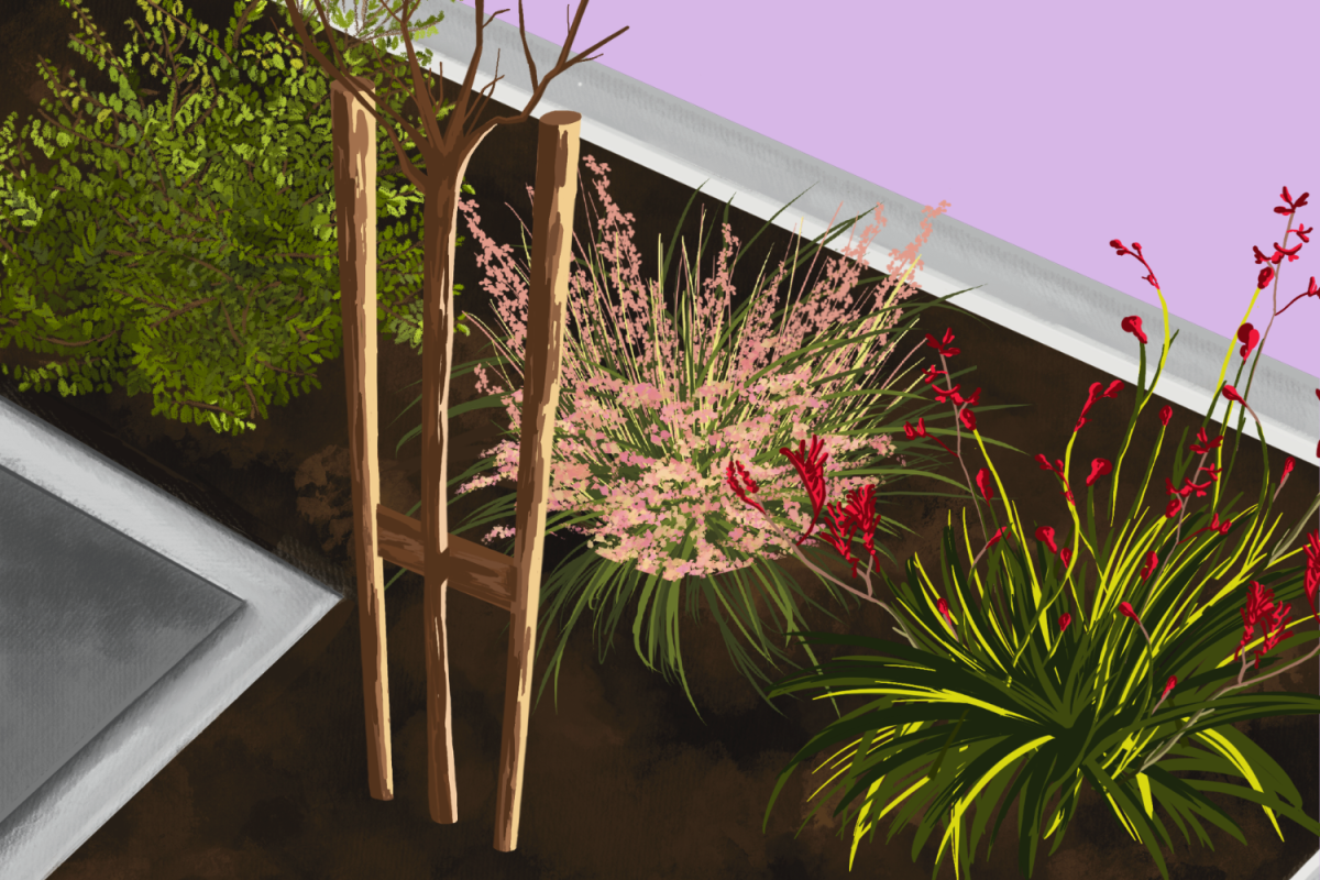 New plants on campus include the Muhly Grass, Kangaroo Paw, Chinese Pistache Tree and more.