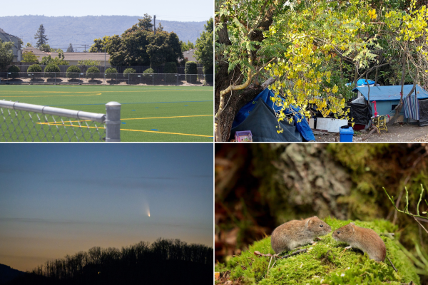 Recent events to note include new turf in the quad and Stober Field, the clearing of "the Jungle" homelessness encampment, the release of UFO files and the rise of hantavirus. Top left: Photo by Samanvi Bandugula
Top right: Photo from Jon Evans/Wikimedia Commons
Bottom left: Photo from Leander Hutton
Bottom right: Photo from Hanna Knutsson